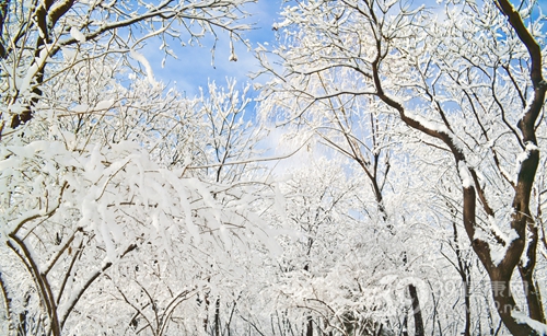 冬天 下雪 雪景_12892164_xl