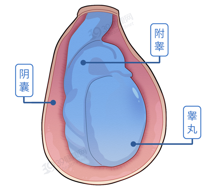 男生蛋蛋下面图片